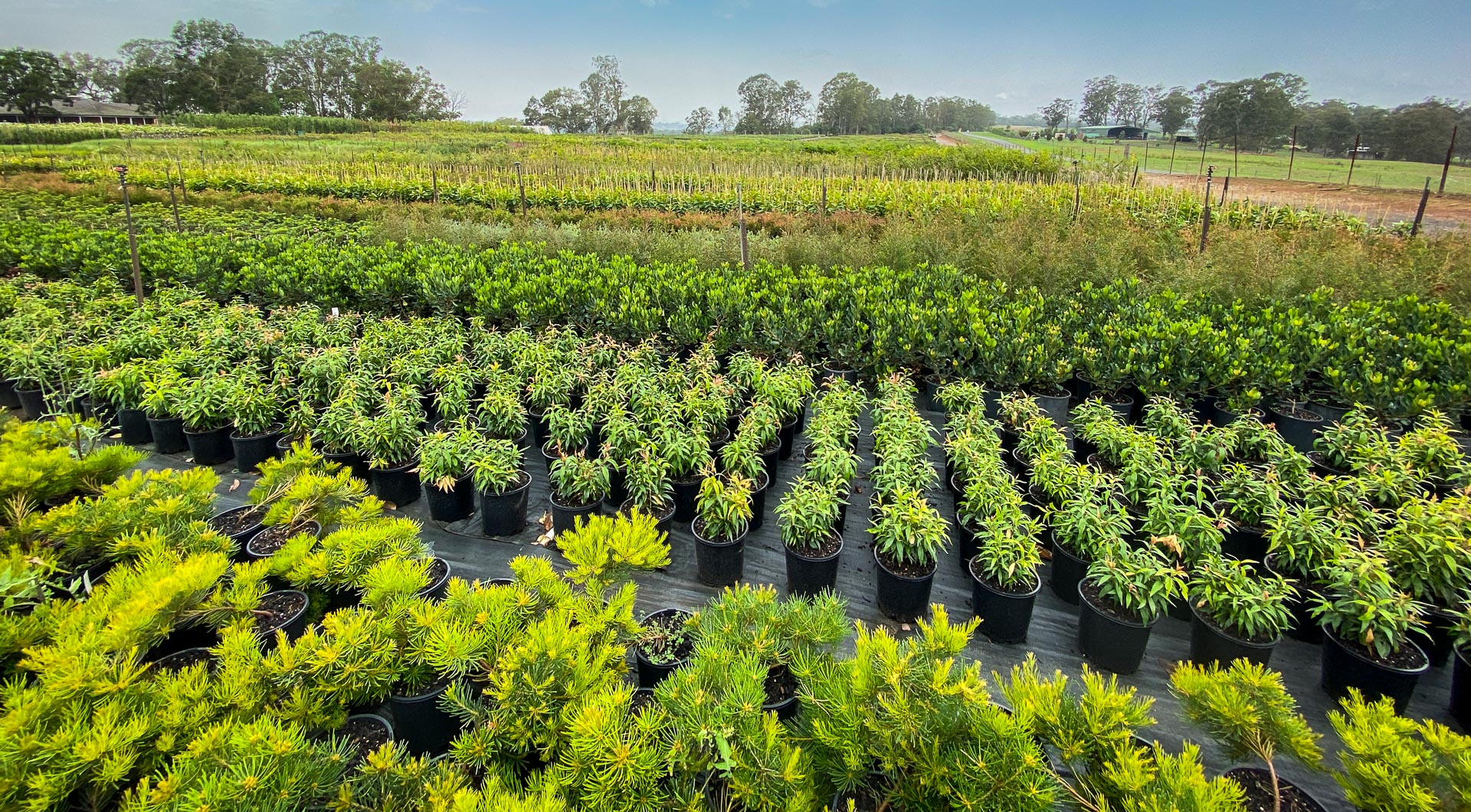 🌱 Wholesale Plants – Green Solutions for Every Space